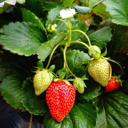 Fertilizzante biologico per fragole 750 grammi - Viano-2