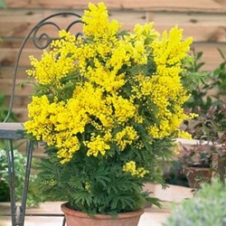 Acacia dealbata - Mimosa