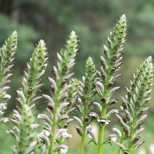 Acanto Comune - Acanthus mollis