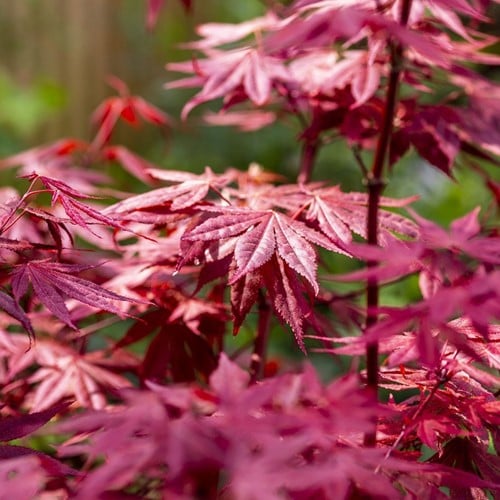 Acero palmato - Acer palmatum Atropurpureum