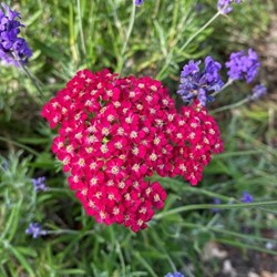Achillea millefolium Paprika