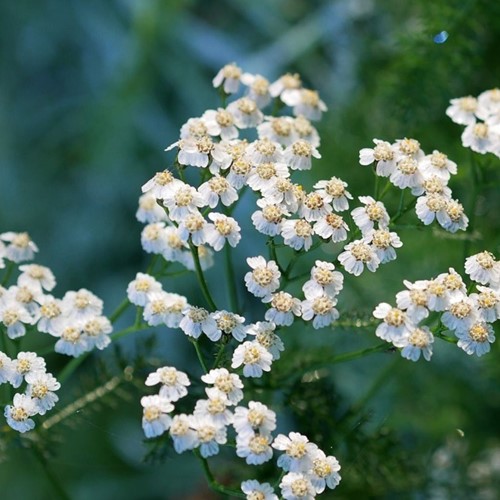 Achillea Ptarmica ‘The Pearl’ (pianta da vaso)