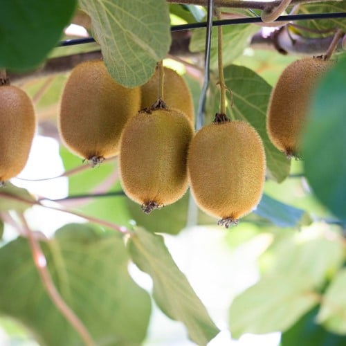 Kiwi - Actinidia Deliciosa Jenny (Kiwi autoimpollinante)