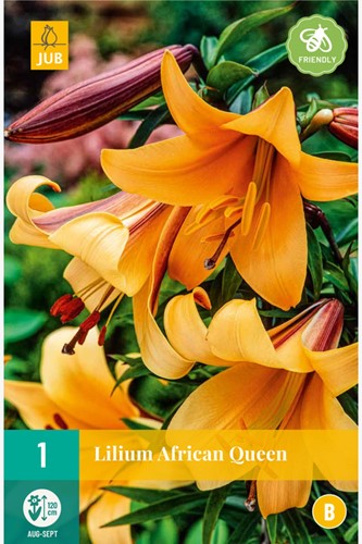 Giglio African Queen - Lilium trumpet