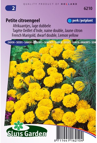African Petite Giallo