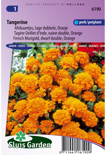 Tagete Tangerine arancione - Tagetes