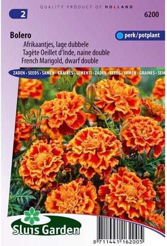 Tagetes Bolero