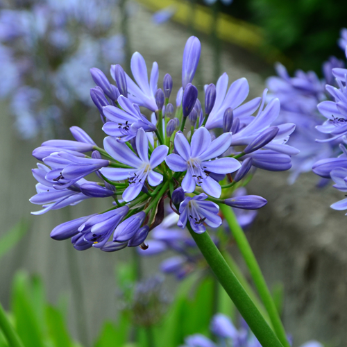 Agapanthus Blu