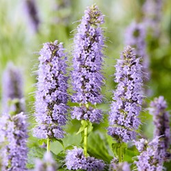 Agastache Blue Fortune (Confezione da 6)