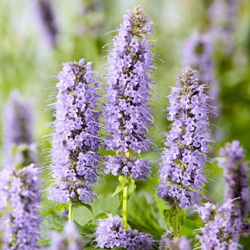 Agastache Blue Fortune (Confezione da 6)