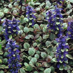 Bugola - Erba di San Lorenzo Burgundy Glow - Ajuga Reptans