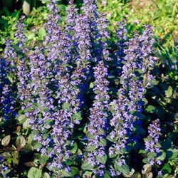 Bugola Erba di San Lorenzo Atropurpurea - Ajuga reptans