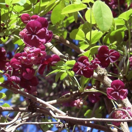 Akebia a cinque punte (Akebia Quinata)
