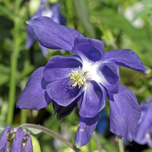 Aquilegia Alpina (pianta da vaso)