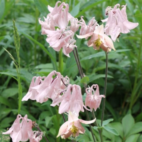 Aquilegia Biedermeier (pianta da vaso)