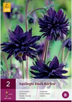Aquilegia Black Barlow - Colombina-2