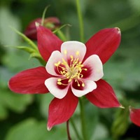 Aquilegia Crimson Star (pianta da vaso)