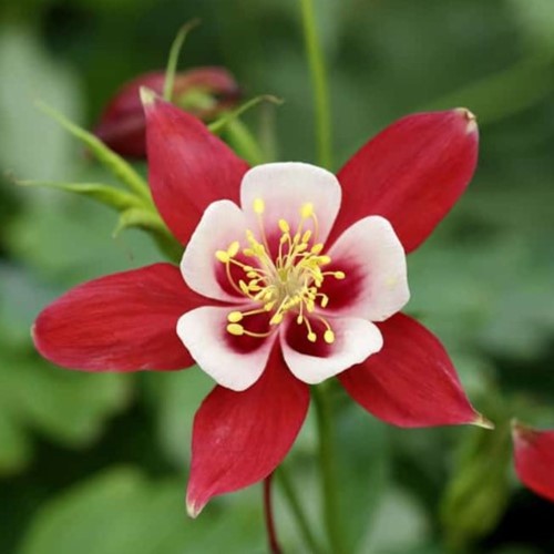 Aquilegia Crimson Star (pianta da vaso)