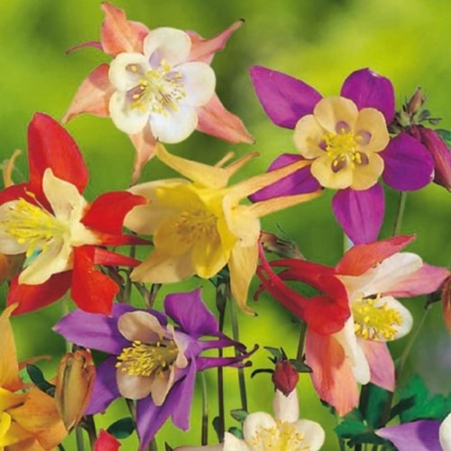 Aquilegia Mix - Assortimento di colombina