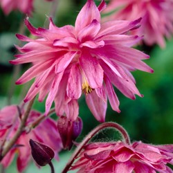 Colombina Pink Barlow - Aquilegia vulgaris
