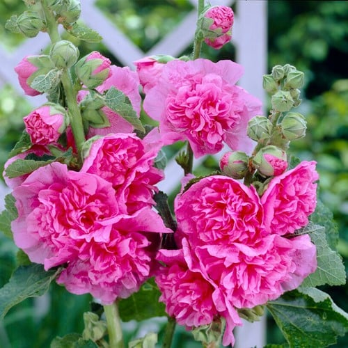 Malvarosa rosa Chater's double pink - Alcea rosea