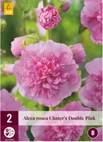 Malvarosa rosa Chater's double pink - Alcea rosea-2