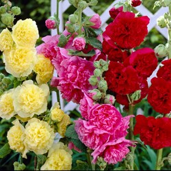 Stokroos Mix - Alcea rosea (Driepack)
