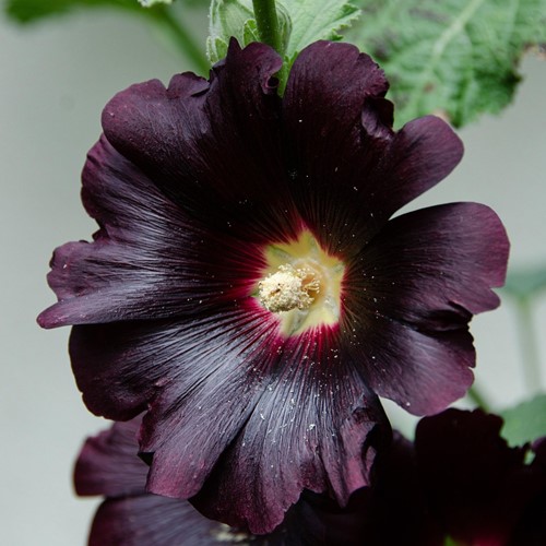 Alcea rosea Nigra – Malvarosa a Fiori Neri 