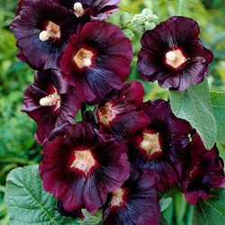 Alcea rosea Nigra – Malvarosa a Fiori Neri
