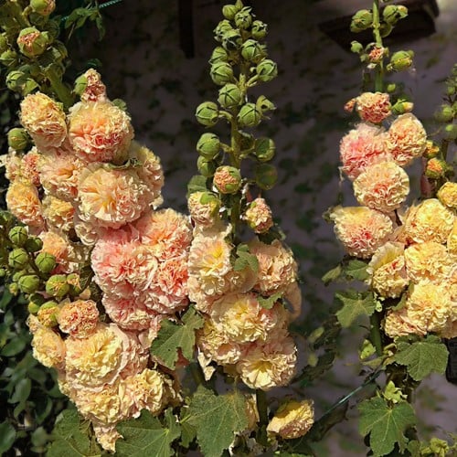 Alcea rosea Peaches 'n Dreams - Malvarosa