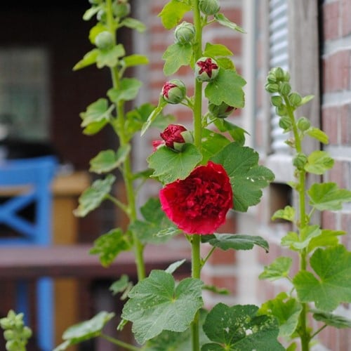Malvarosa Rossa - Alcea Rosea