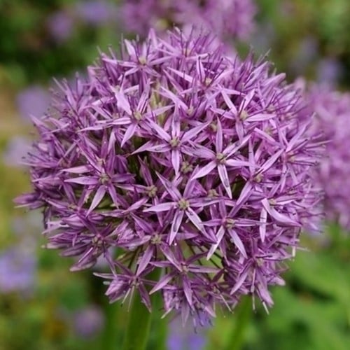 Aglio ornamentale Aflatunense - Allium (Confezione XL)