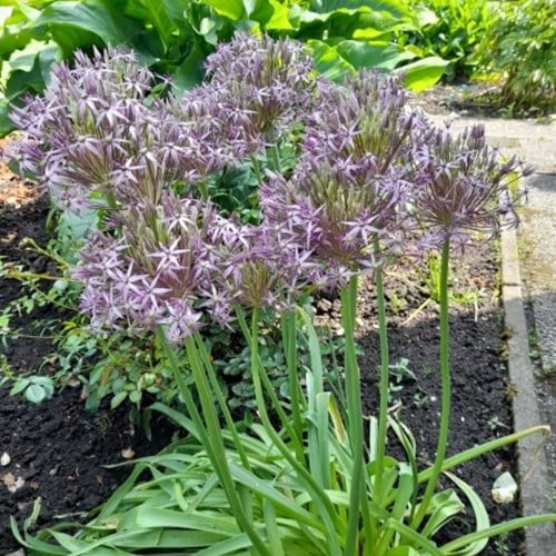Allium albopilosum - Stella di Persia