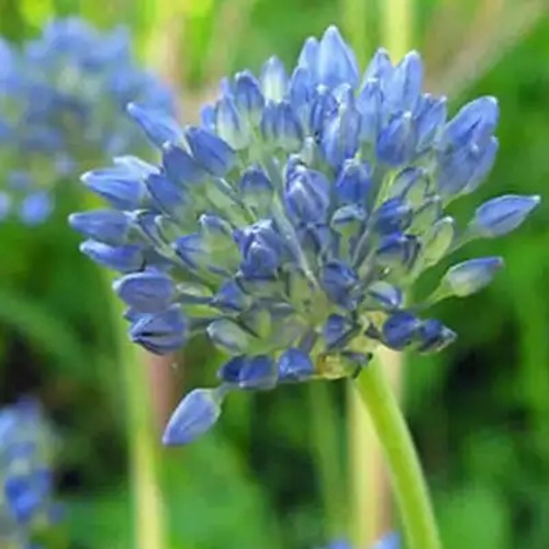 Allium-Sierui Caeruleum