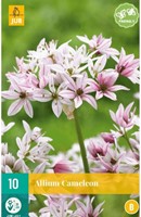 Aglio Ornamentale Cameleon - Allium-2