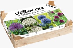 Allium Collectie Box - Sierui