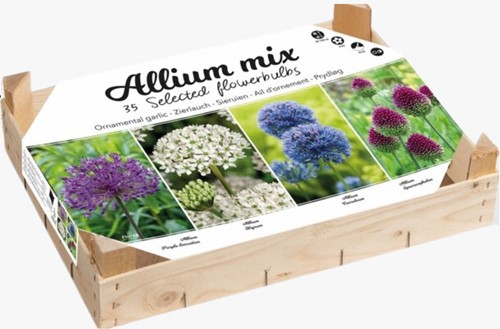 Scatola Collezione Allium - Assortimento bulbi di Allium