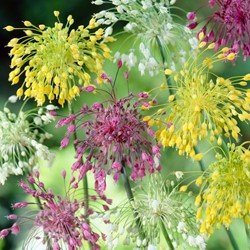 Alliums mix - Assortimento di Aglio Ornamentale