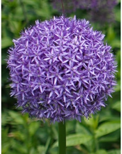 Allium gigante Globemaster - Aglio ornamentale
