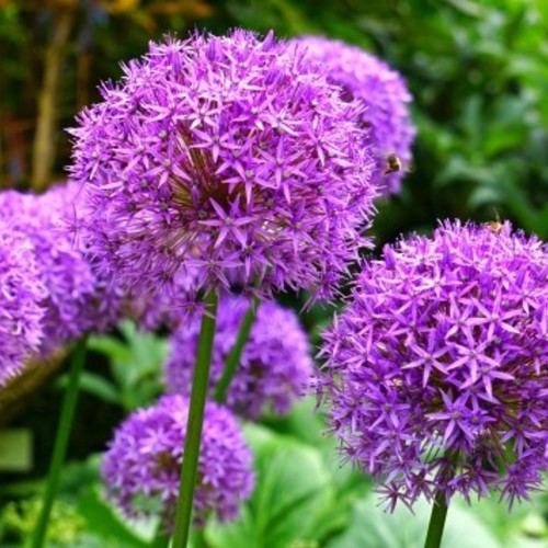 Allium Giganteum - Aglio Gigante