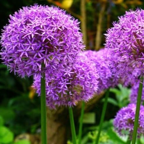 Aglio ornamentale 'Gladiator' (Confezione XL) (Allium)