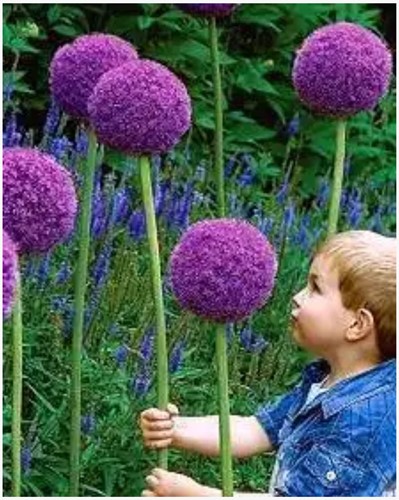 Allium 'Gladiator' (aglio ornamentale)