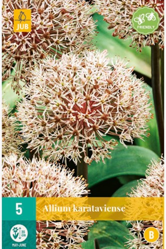Allium Karataviense - Aglio ornamentale