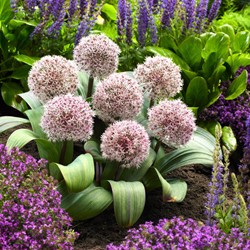 Allium Karataviense - Sierui