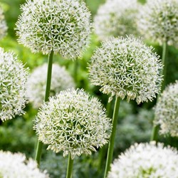 Allium Mount Everest - Sierui