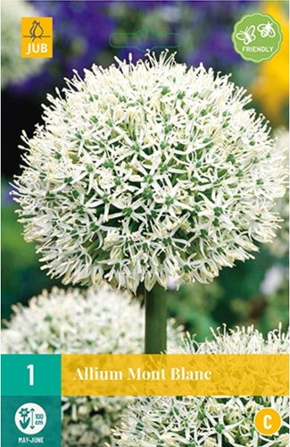 Allium Mont Blanc - Aglio Bianco