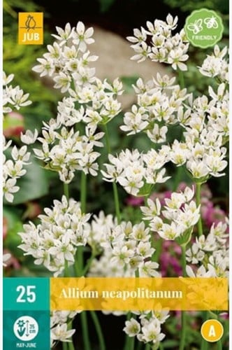 Aglio ornamentale Neapolitanum - Allium