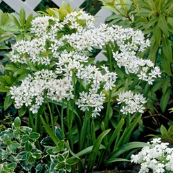 Allium Neapolitanum - Sierui