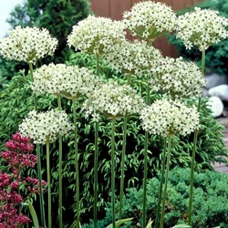 Allium Nigrum - Sierui