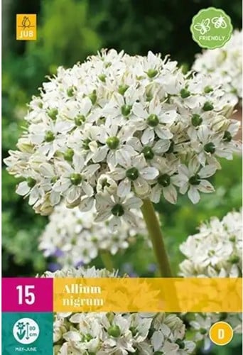 Aglio ornamentale Nigrum - Allium